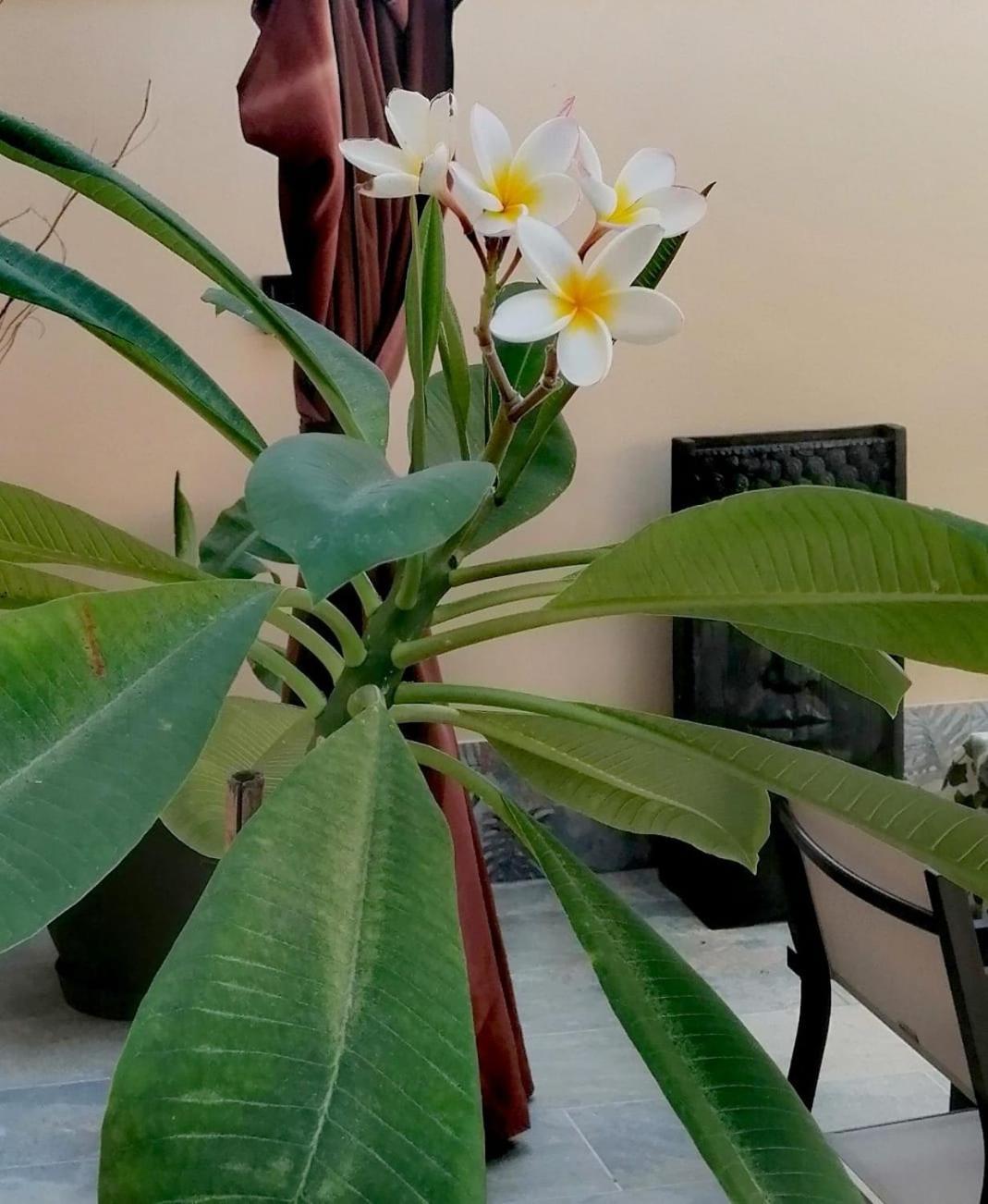 Mikalita Villa San Fernando Dış mekan fotoğraf